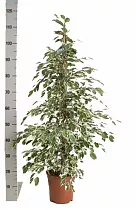 Фикус Бенджамина Твайлайт - Ficus Benjamina Twilight D28 H120