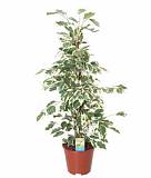 Фикус Бенджамина Твайлайт - Ficus Benjamina Twilight D18 H70