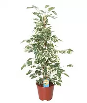 Фикус Бенджамина Твайлайт - Ficus Benjamina Twilight D18 H70