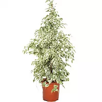 Фикус Бенджамина Твайлайт - Ficus Benjamina Twilight D21 H100