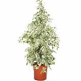 Фикус Бенджамина Твайлайт - Ficus Benjamina Twilight D21 H100
