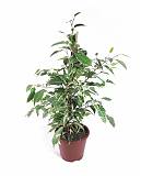 Фикус Бенджамина Твайлайт - Ficus Benjamina Twilight D14 H40