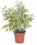 Фикус Бенджамина Твайлайт - Ficus Benjamina Twilight D14 H30