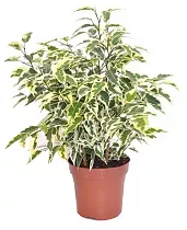 Фикус Бенджамина Твайлайт - Ficus Benjamina Twilight D14 H30