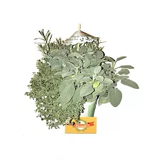 Шалфей, Тимьян, Бессмертник микс (Гелихризум) микс D17 H25