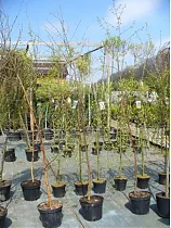 Береза повислая Спайдер Эллей - Betula pendula Spider Alley D5 H60-80