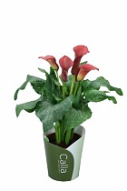 Калла (Zantedeschia) малиновая - Calla D12 H40