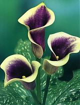 Калла (Zantedeschia) бело-фиолетовая - Calla D12 H40