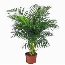 Пальма Арека D34 H180