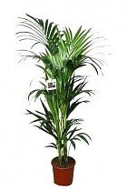 Ховея (Кентия) D22 H120