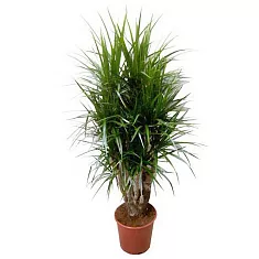 Драцена Маргината Биколор - Marginata magenta D30 H140