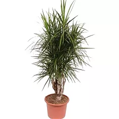 Драцена Маргината бранч - Drac Marginata Branched D40 H180