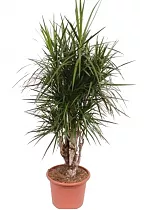 Драцена Маргината бранч - Drac Marginata Branched D40 H180