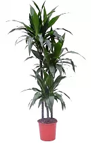 Драцена Джанет Крэйг - Dracaena deremensis "Janet Craig" D30 H150