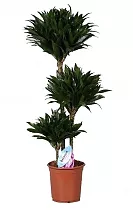 Драцена компакта - Dracaena compacta D30 H145