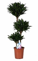 Драцена компакта - Dracaena compacta D30 H145