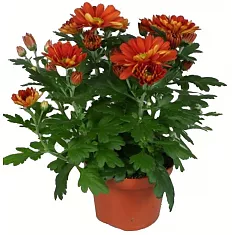Хризантема  Бронзовая - Chrysanthemum Bronze/Brown D12 H27