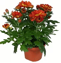 Хризантема  Бронзовая - Chrysanthemum Bronze/Brown D12 H27