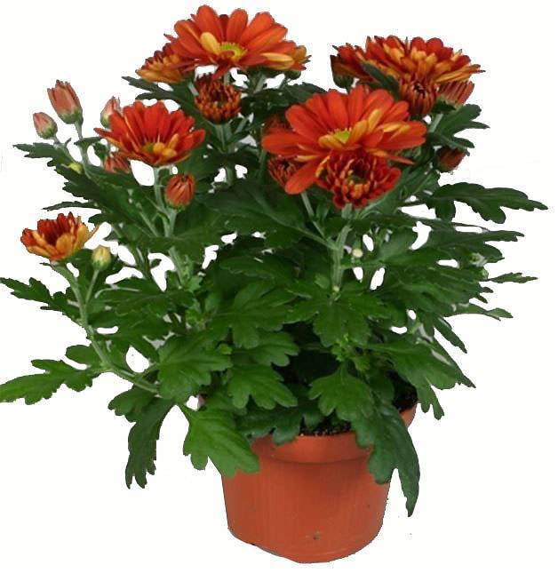 Хризантема в горшке Бронзовая - Chrysanthemum Bronze/Brown D12 H27