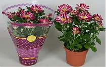 Хризантема пурпурная - Chrysanthemum Robinho D9 H20