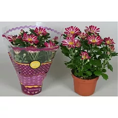 Хризантема пурпурная - Chrysanthemum Robinho D9 H20