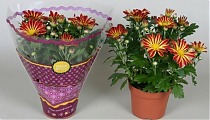 Хризантема в горшке рубиновая - Chrysanthemum Robinho Red D9 H20