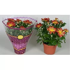 Хризантема рубиновая - Chrysanthemum Robinho Red D9 H20