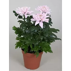 Хризантема розовая - Chrysanthemum D15 H30