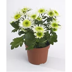 Хризантема белая - Chrysanthemum Splash Meadow D15 H30