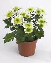 Хризантема белая - Chrysanthemum Splash Meadow D15 H30