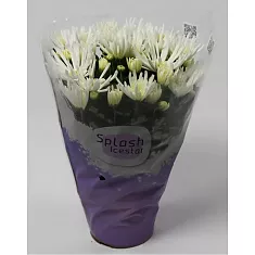 Хризантема белая - Chrysanthemum Splash Icestar D10 H25