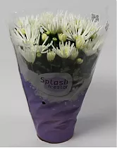 Хризантема белая - Chrysanthemum Splash Icestar D10 H25