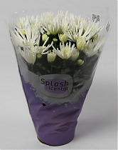 Хризантема в горшке белая - Chrysanthemum Splash Icestar D10 H25