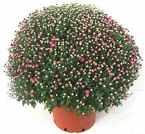 Хризантема Шар - Chrysanthemum Bg trolley D27 H60
