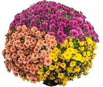 Хризантема Шар трехцветная  - Chrysanthemum Bg trolley D27 H60