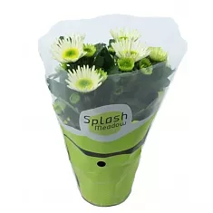 Хризантема белая - Chrysanthemum Splash Meadow D10 H25