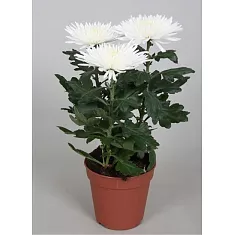 Хризантема Анастасия Белая - Chrysanthemum Anastasia D12 H27