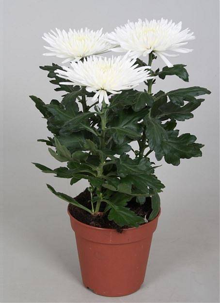 Хризантема Анастасия Белая - Chrysanthemum Anastasia D12 H27