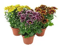 Хризантема пурпурная - hrysanthemum Indicum Grp Bellisima gemengd D9 H20
