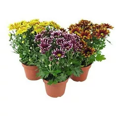 Хризантема пурпурная - hrysanthemum Indicum Grp Bellisima gemengd D9 H20