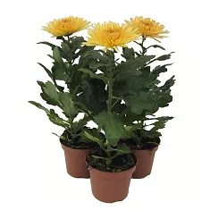 Хризантема Анастасия Бронзовая - Chrysanthemum Anastasia Bronze D12 H27