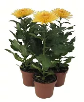 Хризантема Анастасия Бронзовая - Chrysanthemum Anastasia Bronze D12 H27