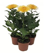 Хризантема Анастасия Бронзовая - Chrysanthemum Anastasia Bronze D12 H27