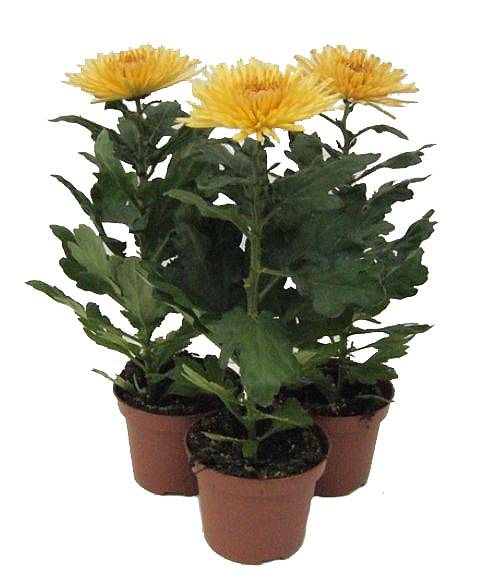 Хризантема в горшке Анастасия Бронзовая - Chrysanthemum Anastasia Bronze D12 H27