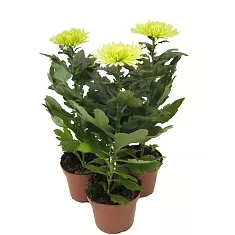 Хризантема Анастасия Лайм - Chrysanthemum Anastasia D12 H27