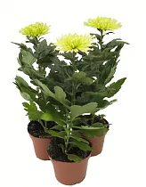 Хризантема Анастасия Лайм - Chrysanthemum Anastasia D12 H27