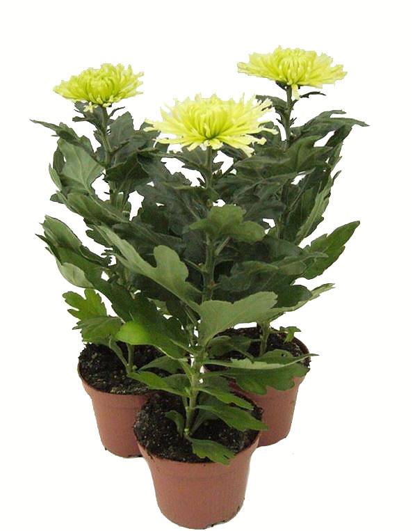 Хризантема в горшке Анастасия Лайм - Chrysanthemum Anastasia D12 H27