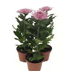 Хризантема Анастасия Розовая - Chrysanthemum Anastasia Lilac D12 H27