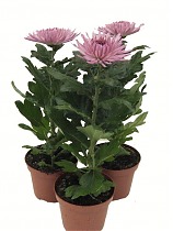 Хризантема Анастасия Розовая - Chrysanthemum Anastasia Lilac D12 H27