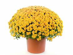 Хризантема Шар желтая - Chrysanthemum Bg trolley D20 H35